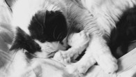 Kitten