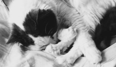 Kitten