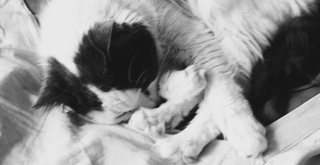 Kitten
