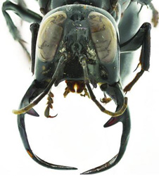 A close view of the enormous jaws of an adult male Megalara garuda
