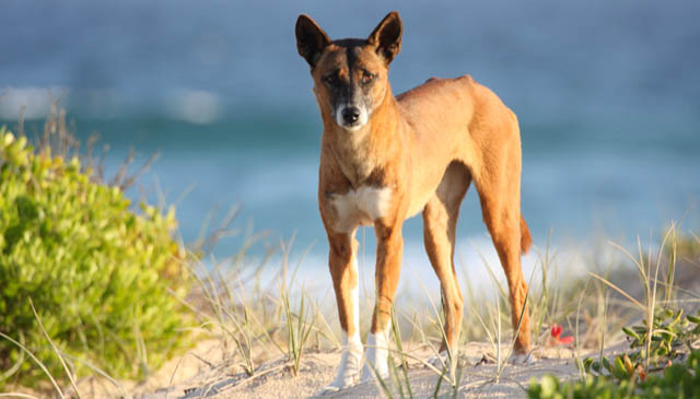 Canis lupus dingo