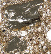 Micrograph of fragments of ashed plant material found in the Wonderwerk Cave
