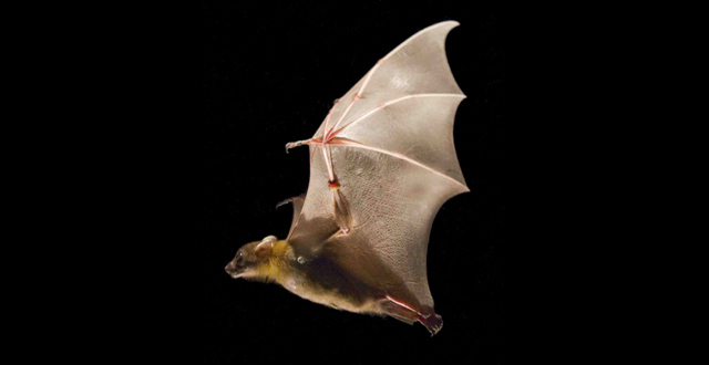 Efficiencies of flapping flight: by folding their wings in toward their bodies on the upstroke, bats use 35 percent less energy and reduce aerodynamic drag, compensating for heavier, more muscular wings