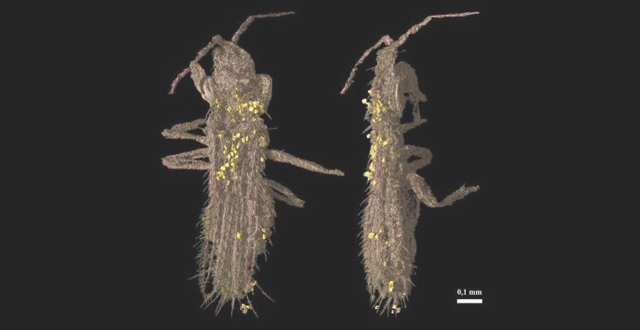 This synchrotron tomography image shows the specimen of Gymnospollisthrips minor studied at the ESRF. The pollen grains are highlighted in yellow