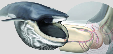 Artwork shows a grape fruit-sized sensory organ between the tips of the rorqual whale’s jaws