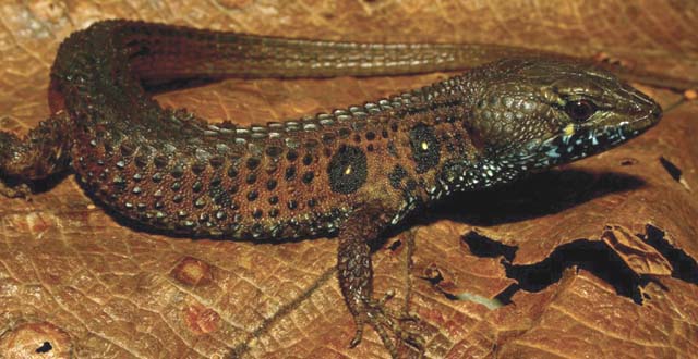 Researchers have found that land cold-blooded species - such as this lizard Potamites montanicola from southern Peru - live farther from the equator than their internal thermometers suggest they can live
