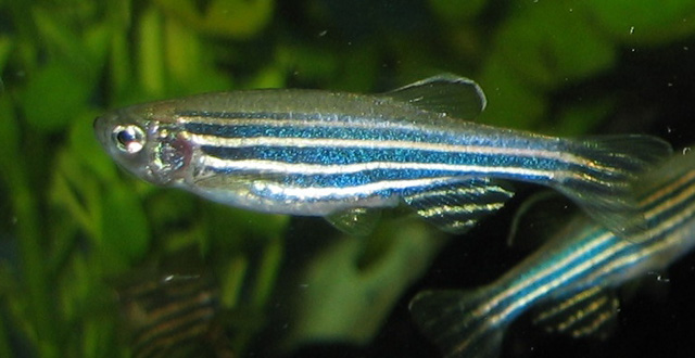 A zebrafish, Danio rerio, in an aquarium (Azul)