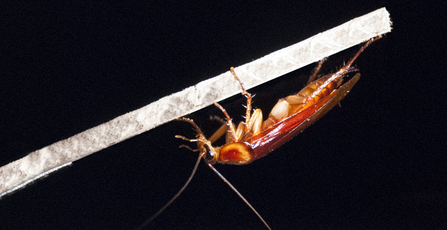 American cockroach under ledge (Jean-Michel Mongeau / Pauline Jennings / PolyPEDAL Lab UC Berkeley)