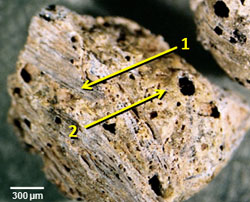 Light microscope image of grains of melted quartz from the YDB cosmic impact layer at Abu Hureyra, Syria, showing evidence of burst bubbles and flow textures that resulted from the melting and boiling of rock at very high temperatures (University of California / PNAS)