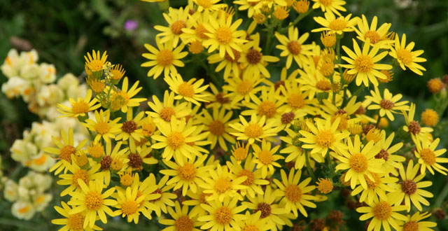 Ragwort plants show to act as phones that insects can even use to store voicemail messages in the soil (Olga Kostenko / Netherlands Institute of Ecology)