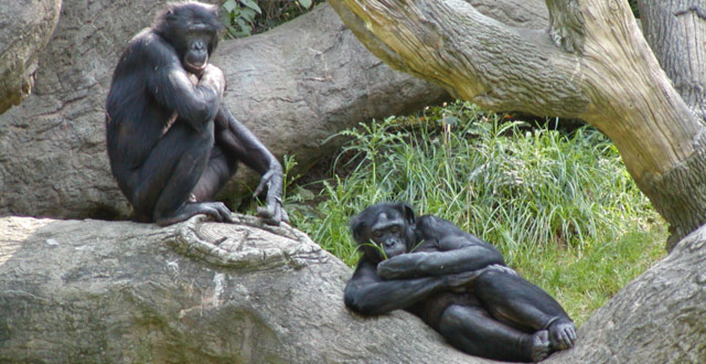 Bonobos at the Cincinnati Zoo (Greg Hume)