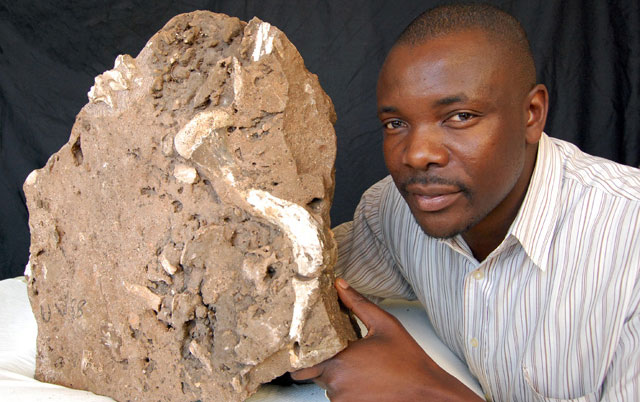 Justin Mukanku from the Wits Institute of Human Evolution spotted the tooth. On the other side are antelope fossils (Wits Institute of Human Evolution)