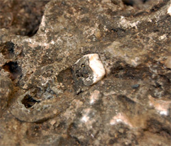 The small tooth, in the center, that was spotted and led to the discovery of the skeleton of Australopithecus sediba in the rock (Wits Institute of Human Evolution)