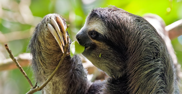 Three-toed-sloth, picture taken in the Cahuita National Park in the southeast of Costa Rica (Christian Mehlführer / CC BY 2.5)
