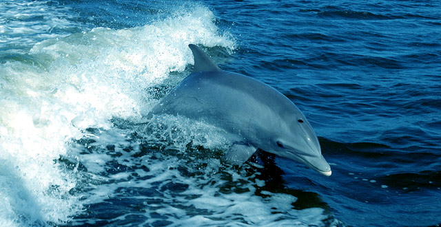 A Bottlenose dolphin, Tursiops truncates