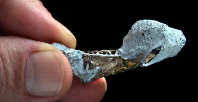 An image shows the fossilized jaw of the oldest chinchillid rodent, Eoviscaccia frassinettii, which is related to the modern chinchilla (M. Ellison / AMNH)
