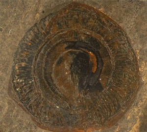 A fossil fruit of the moonseed family from the Middle Eocene of the Messel site (Collinson et al / © Senckenberg)
