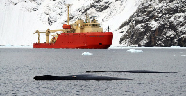 A pair of humpback whales with a research vessel in the background (MISHAP Project / NOAA)