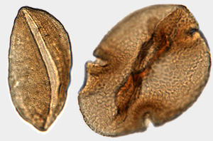 52-million-year-old palm pollen, left, and pollen from the ancestors of today's baobab trees, found by the team (Lineth Contreras / Goethe University Frankfurt)