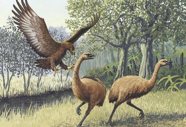 Two New Zealand moa and Giant Haast's eagle (John Megahan / PLoS Biology)
