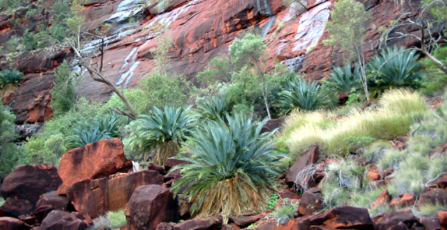 The MacDonnell Ranges cycad, Macrozamia macdonnellii, in Cycad Gorge, Finke Gorge National Park, Northern Territory, Australia (User:Cgoodwin / Wikipedia.org / CC BY 3.0)