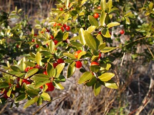 The Yaupon holly (Luteus / CC-BY-3.0)