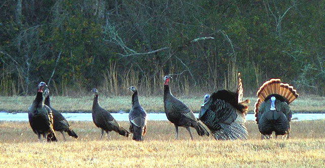 A flock of wild turkeys in Leon County, Florida (Tim Ross)