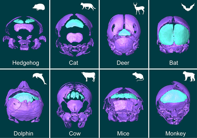 The interparietal and tabular bones in different mammals. The interparietal-tabular complex is marked in light green (Koyabu et al / University of Zurich)