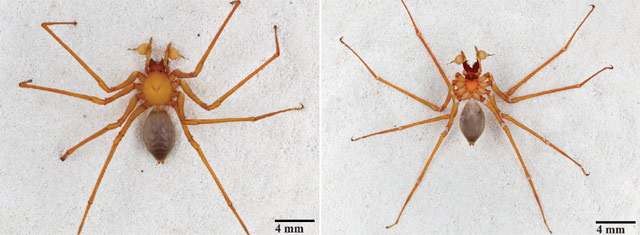 Dorsal, left, and ventral view of a male Trogloraptor marchingtoni (Griswold et al / CC-BY 3.0)