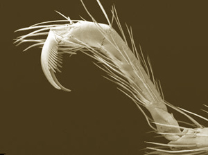 These are the remarkable, raptor-like claws of Trogloraptor (Griswold et al / CC-BY 3.0)