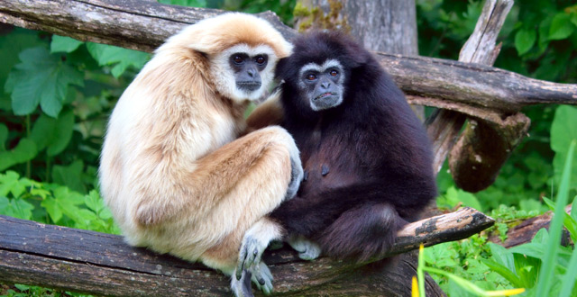 A pair of white-handed gibbons (Matthias Kabel / CC BY-SA 3.0)