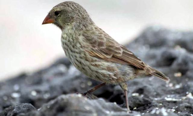 Galapagos Medium Ground-finch (© Petr Baum / BioLib.cz, via EOL: Encyclopedia of Life / CC BY-SA 3.0)