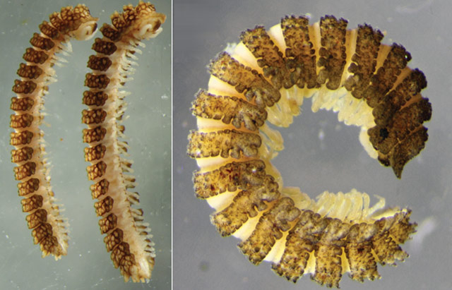 Left: male and female Notopyrgodesmus kulla. Right: male Nephopyrgodesmus eungella (Robert Mesibov / ZooKeys)