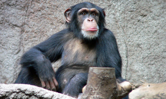 Common chimpanzee, Pan troglodytes (© Thomas Lersch / CC BY-SA 3.0)