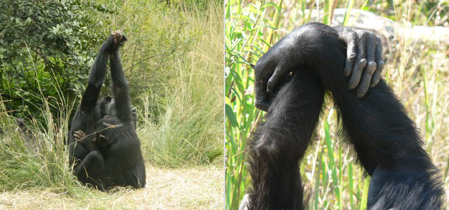 Grooming handclasp style examples. Left: two chimps engaging in a palm-to-palm grooming handclasp. Right: wrist-to-wrist grooming handclasp (© Mark Bodamer)
