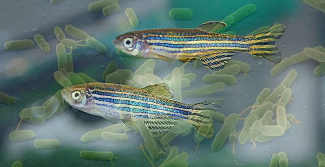 A collage showing zebrafish and bacteria Pseudomonas sp. (Vetmeduni Vienna, S.M. Zala / escuelapedia.com)