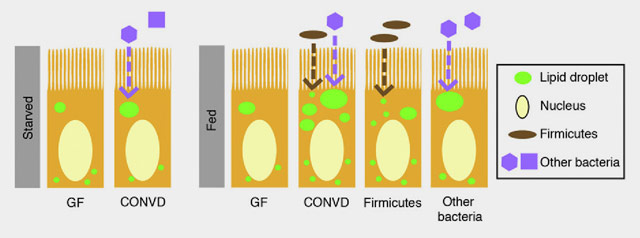This is a model for diet-dependent microbial regulation of intestinal fatty acid absorption in starved and fed zebrafish. GF: zebrafish raised germ free. CONVD: zebrafish colonized with a normal microbiota. The presence of diet promotes number of lipid droplets in zebrafish colonized with a normal microbiota and in those monoassociated with the Firmicutes strain Exiguobacterium sp. Monoassociation with other bacterial strains Chryseobacterium sp. or Pseudomonas sp. promotes size of lipid droplets (Ivana Semova et al)