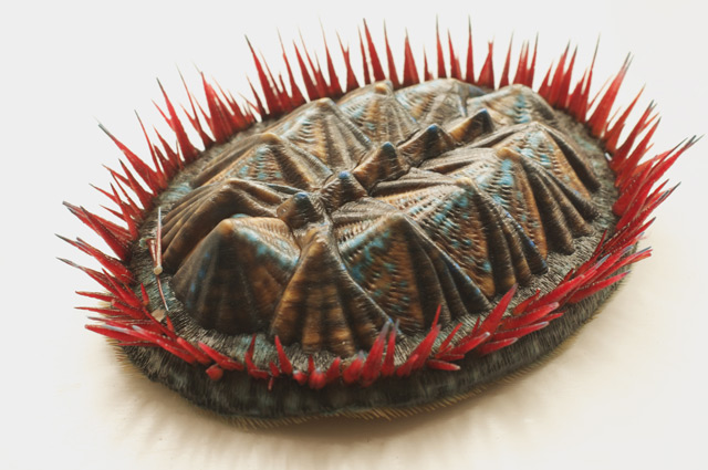 This is a reconstruction of a 390 million year-old multiplacophoran (Jakob Vinther / University of Texas at Austin)