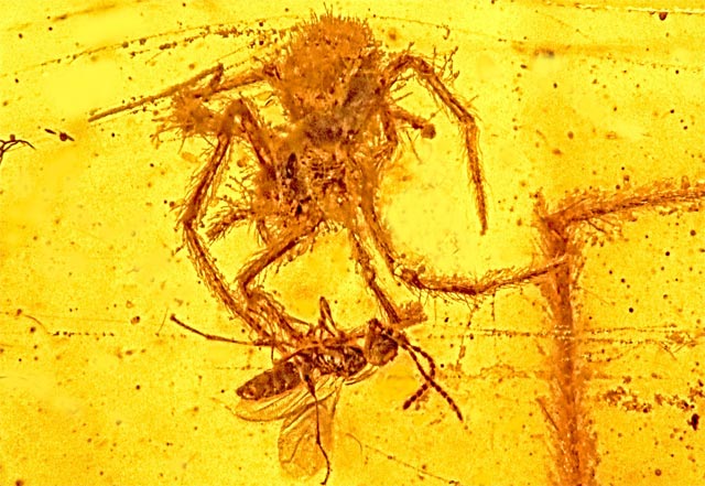 This is the only fossil ever discovered that shows a spider attacking prey in its web. Preserved in amber, it's about 100 million years old (Oregon State University)
