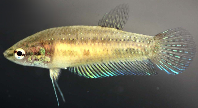 Female B. mahachaiensis (Chanon Kowasupat et al, Zootaxa)