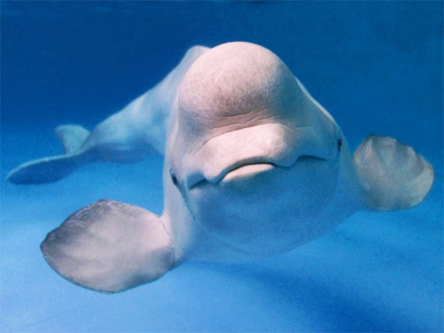 The beluga or white whale, Delphinapterus leucas (Premier.gov.ru / CC BY 3.0)