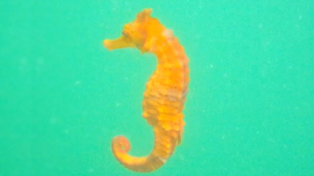 The West African seahorse, Hippocampus algiricus (Kate West / Project Seahorse)