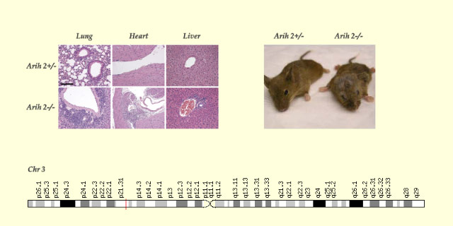 Upper left: liver, heart and lung tissue of ARIH2-sufficent and -deficient mice. Upper right: ARIH2-sufficent and -deficient mice (Lin AE et al). Bottom: the red line on the lower image points to the location of the ARIH2 gene on the short arm of chromosome 3 (genecards.org)