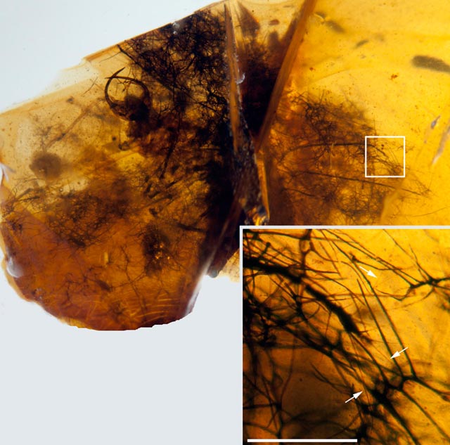 Green lacewing larva with its dense trash packet composed of fern trichomes from the Early Cretaceous of Spain. The inset shows a close-up of plant hairs, scale bar is 0.5 mm (Ricardo Pérez-de la Fuente et al)