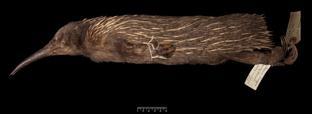 Skin of Zaglossus bruijnii collected in the Kimberley region in 1901, bearing the original field tags of John T. Tunney (Helgen KM et al)