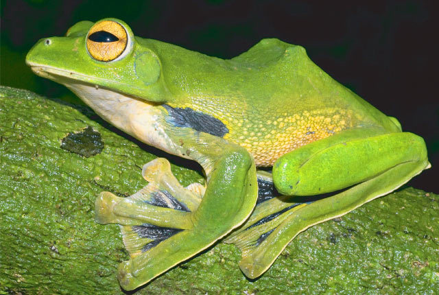 Helen’s Tree Frog, Rhacophorus helenae (Jodi J. L. Rowley et al / Australian Museum)