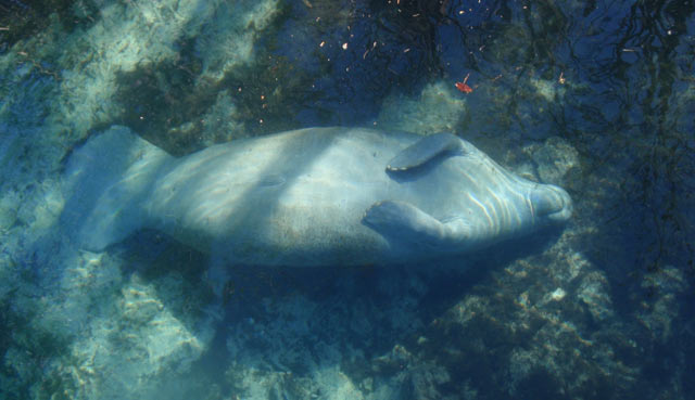 A Florida manatee rests underwater in Three Sisters Springs in Crystal River, Florida (Tracy Colson)