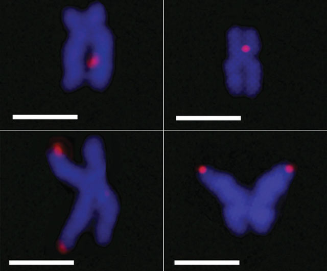 Localization of G-quadruplex structures in chromosomes. Scale bars 2.5 µm (Giulia Biffi et al)