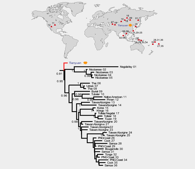 Tree of the Tianyuan and 36 present-day mtDNAs, numbers indicate individuals in the tree and the map (Qiaomei Fu et al)