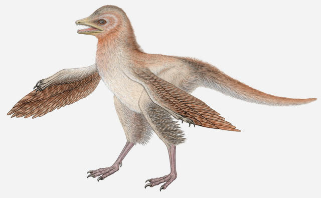 An artist’s reconstruction of Eosinopteryx (Royal Belgian Institute of Natural Sciences)